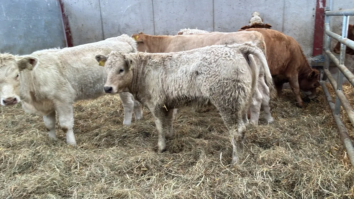5 super charlaois heifer weanlings - Image 3