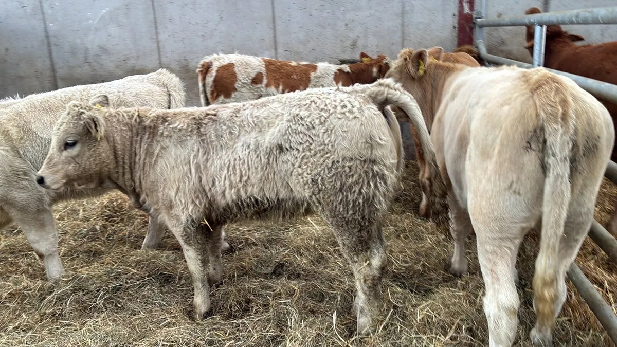 5 super charlaois heifer weanlings - Image 4