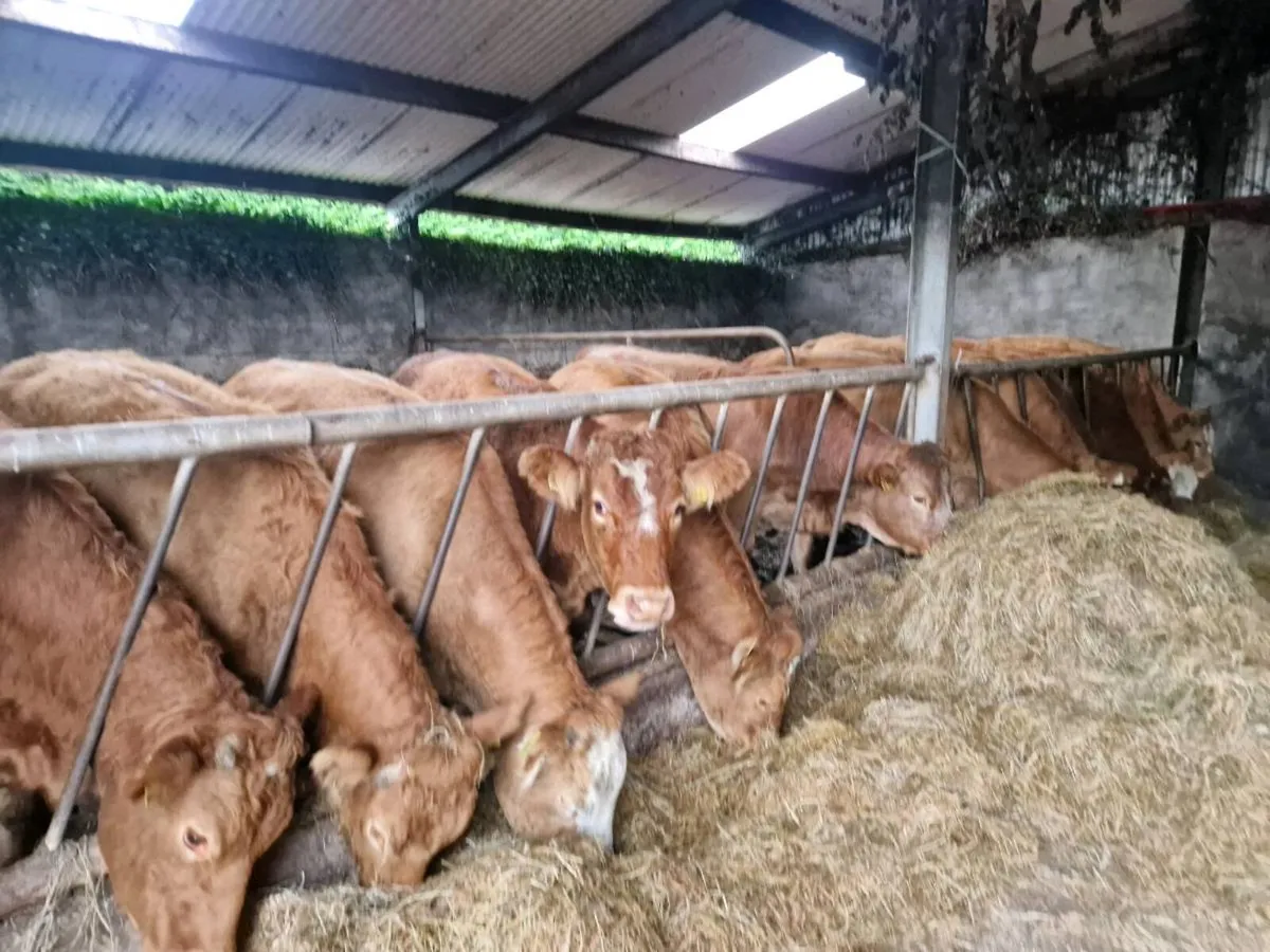 Breeding Heifers - Image 4