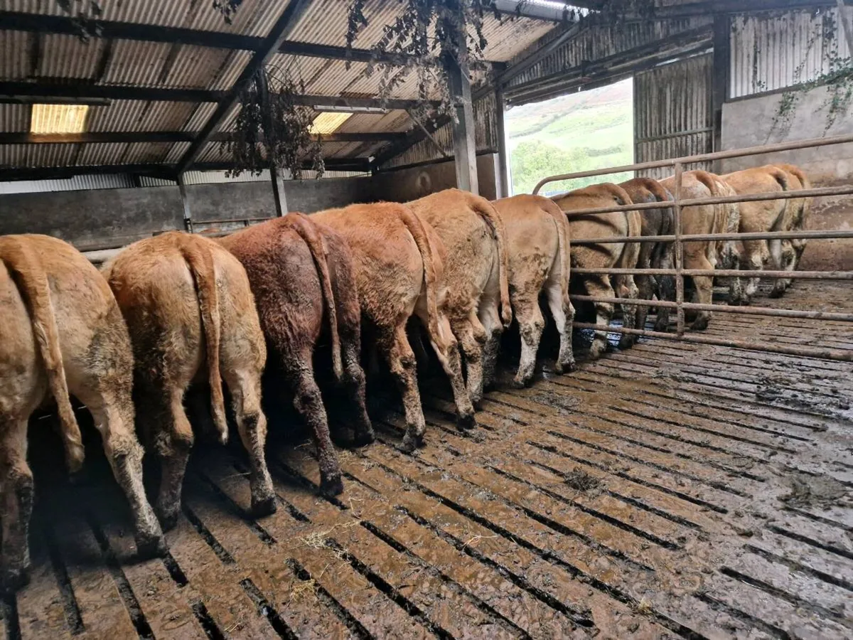 Breeding Heifers - Image 3