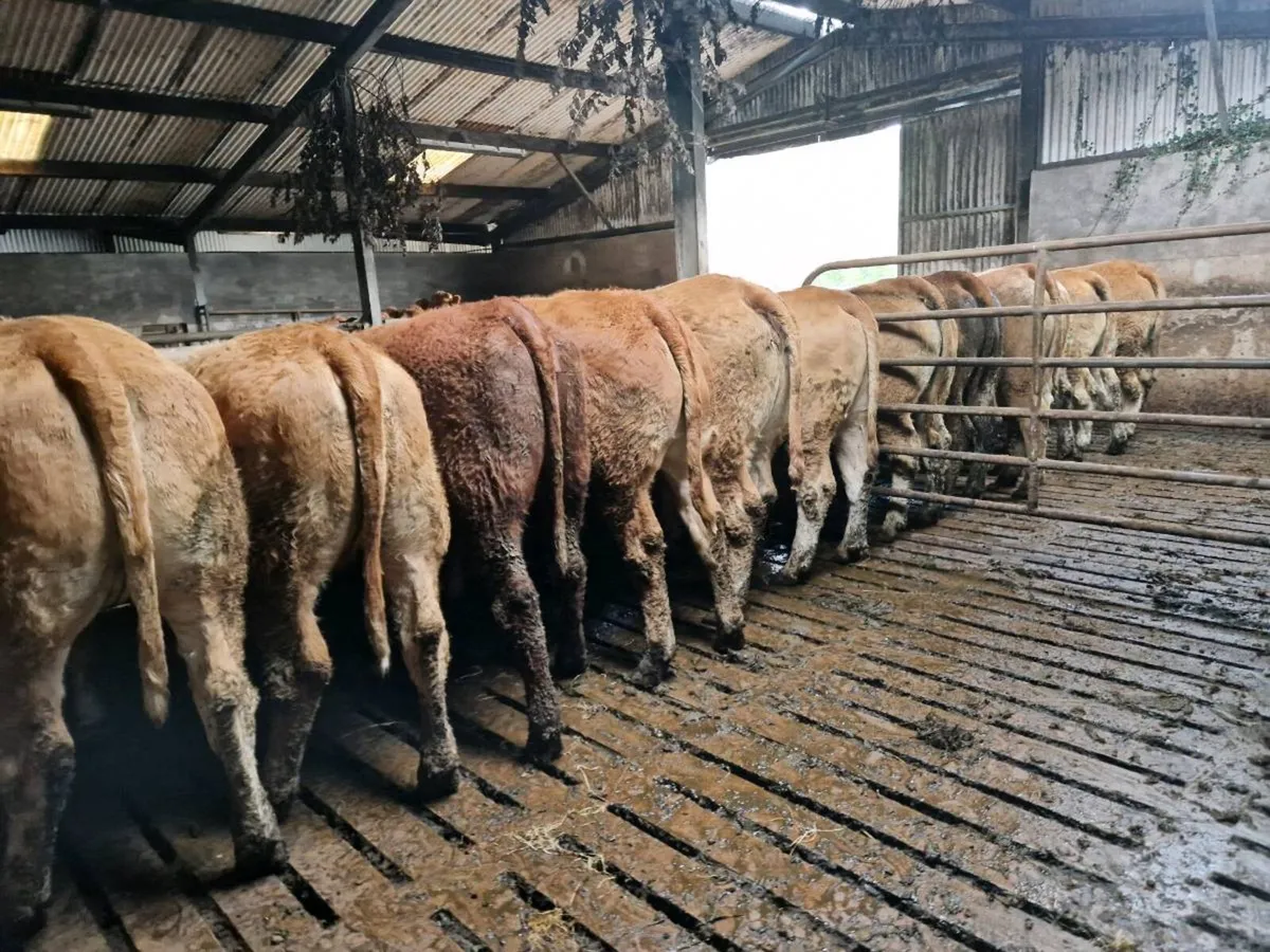 Breeding Heifers - Image 2