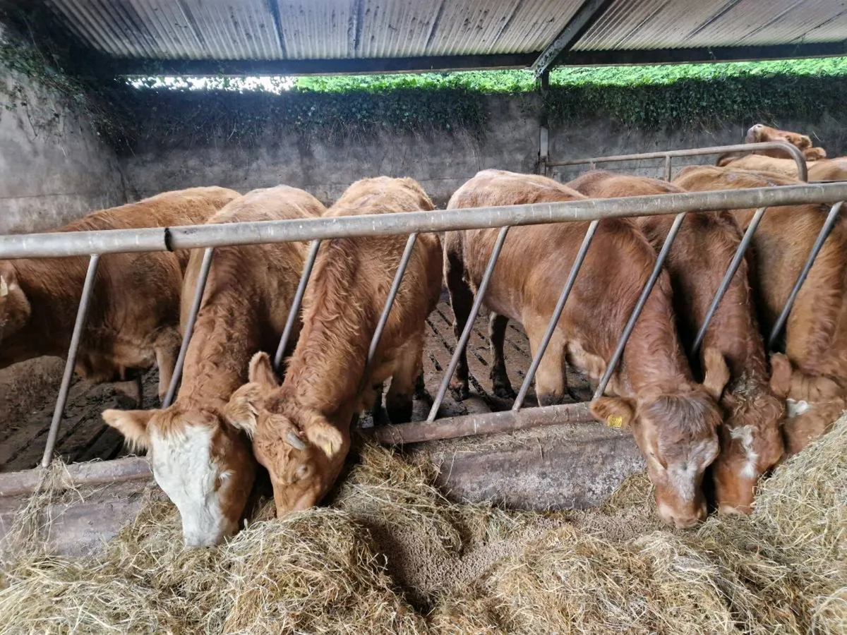 Breeding Heifers - Image 1