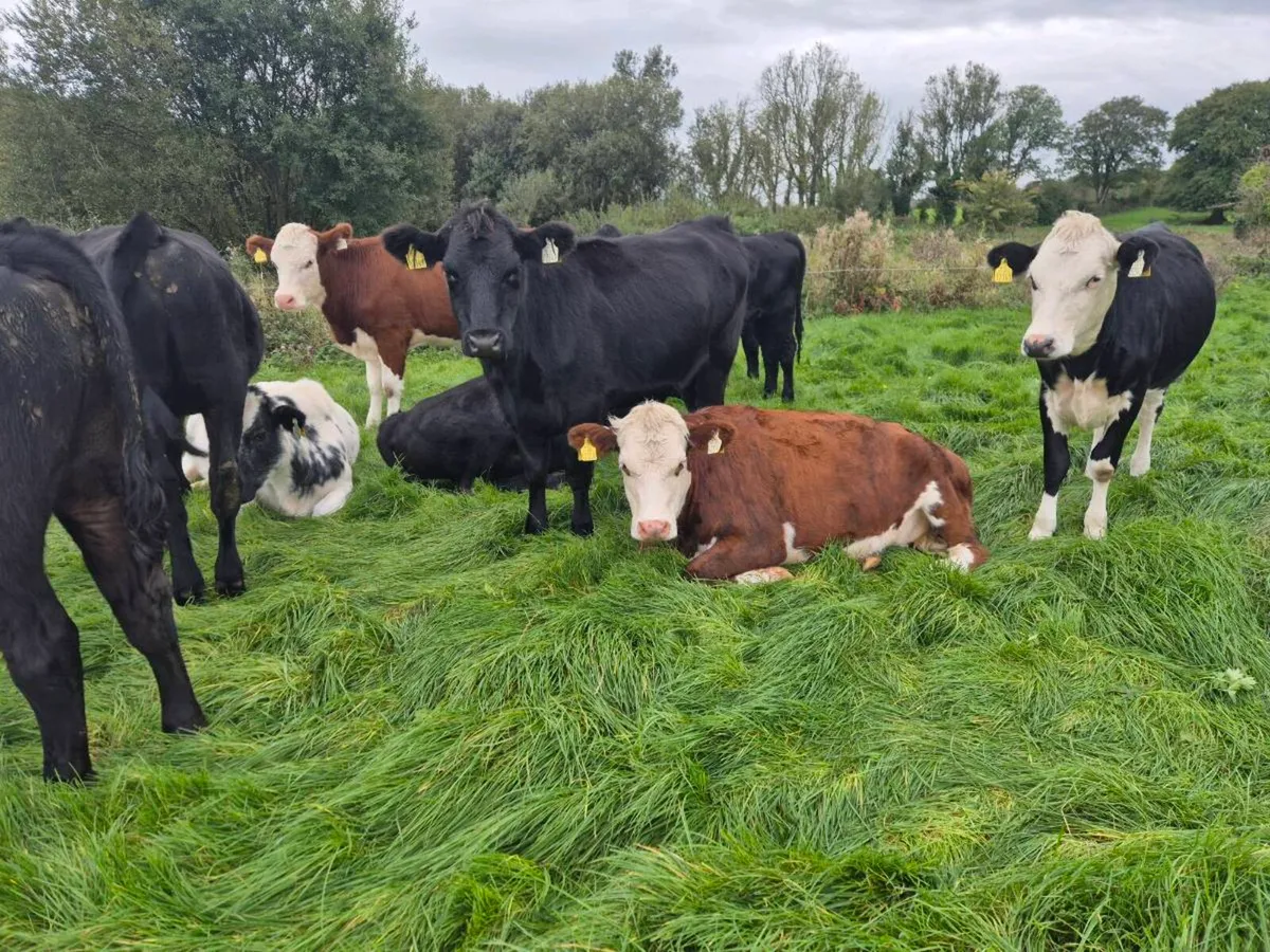 Store cattle - Image 2