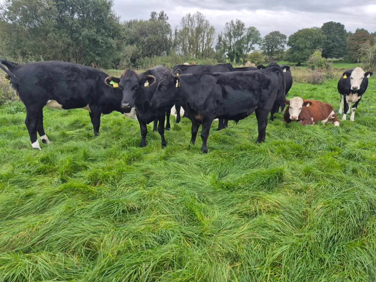 Store cattle - Image 3