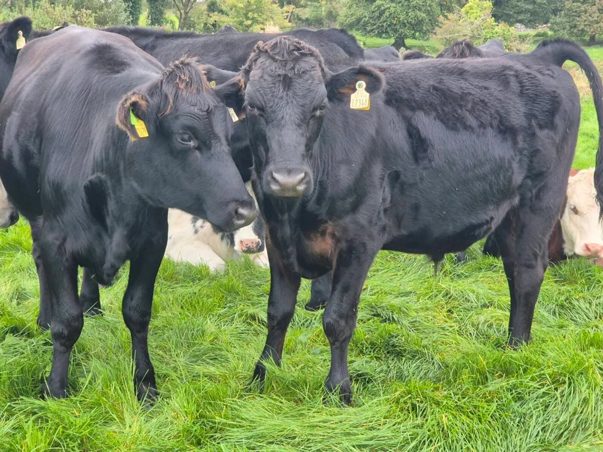 Store cattle - Image 4