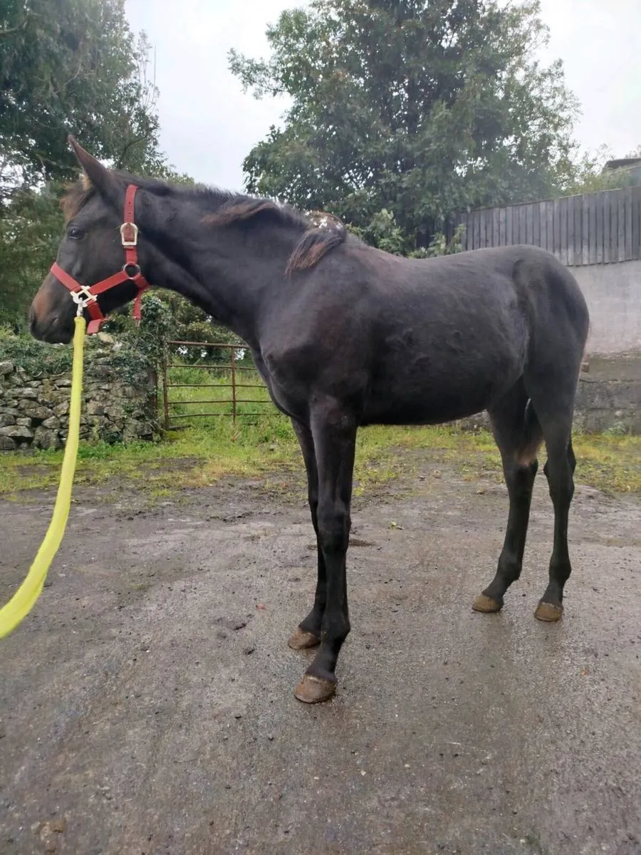 Filly foal - Image 3