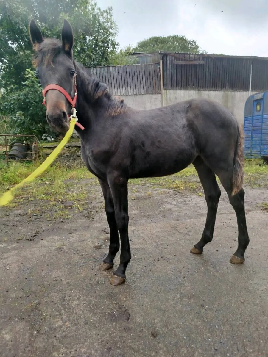 Filly foal - Image 1