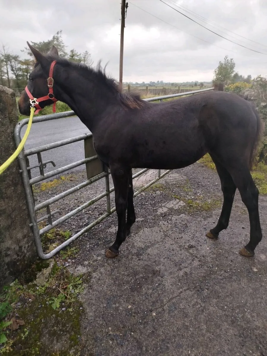 Filly foal - Image 2