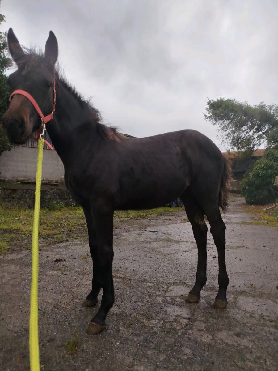 Filly foal - Image 4