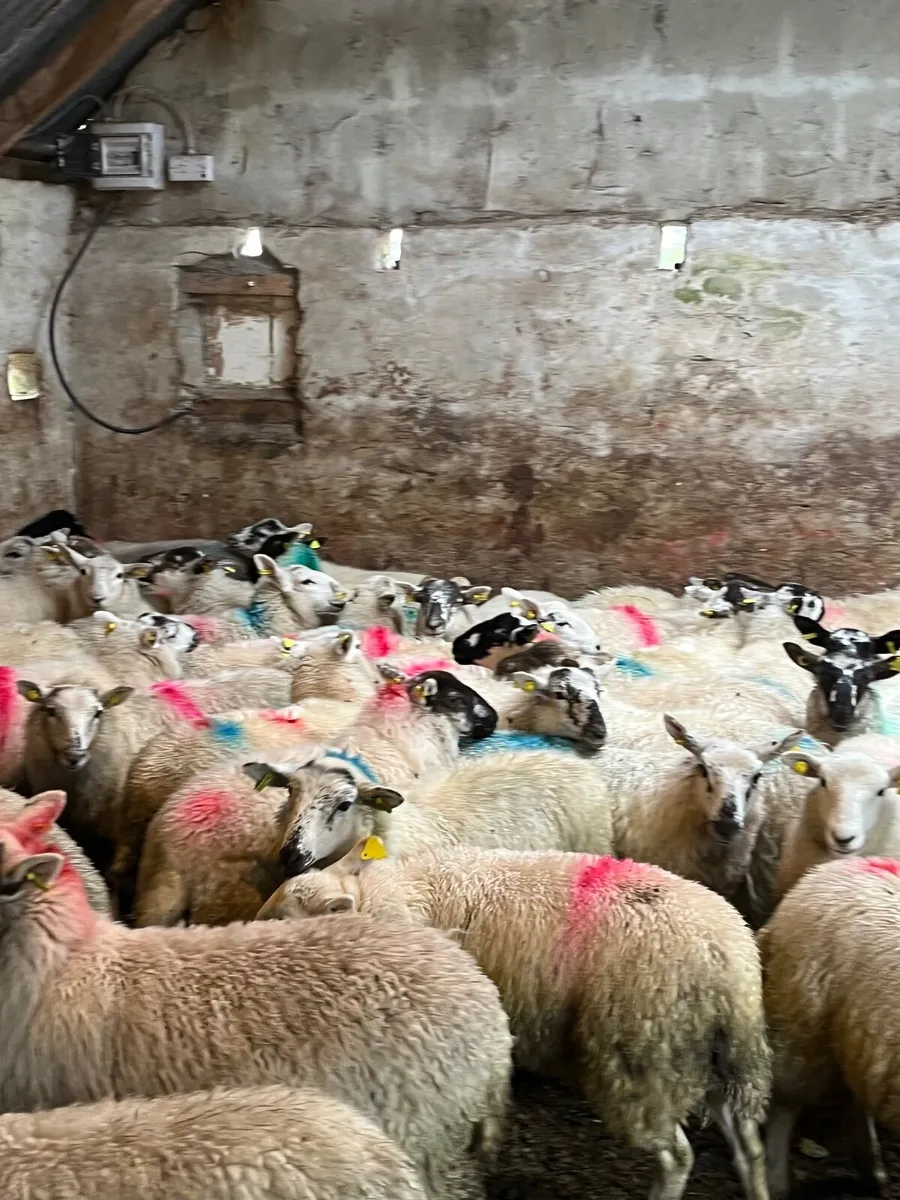 60 super crossbred ewe lambs - Image 2