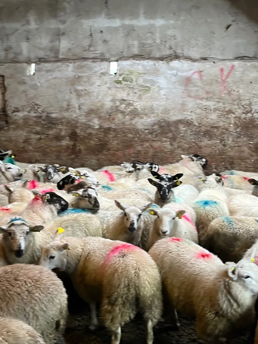 60 super crossbred ewe lambs - Image 3