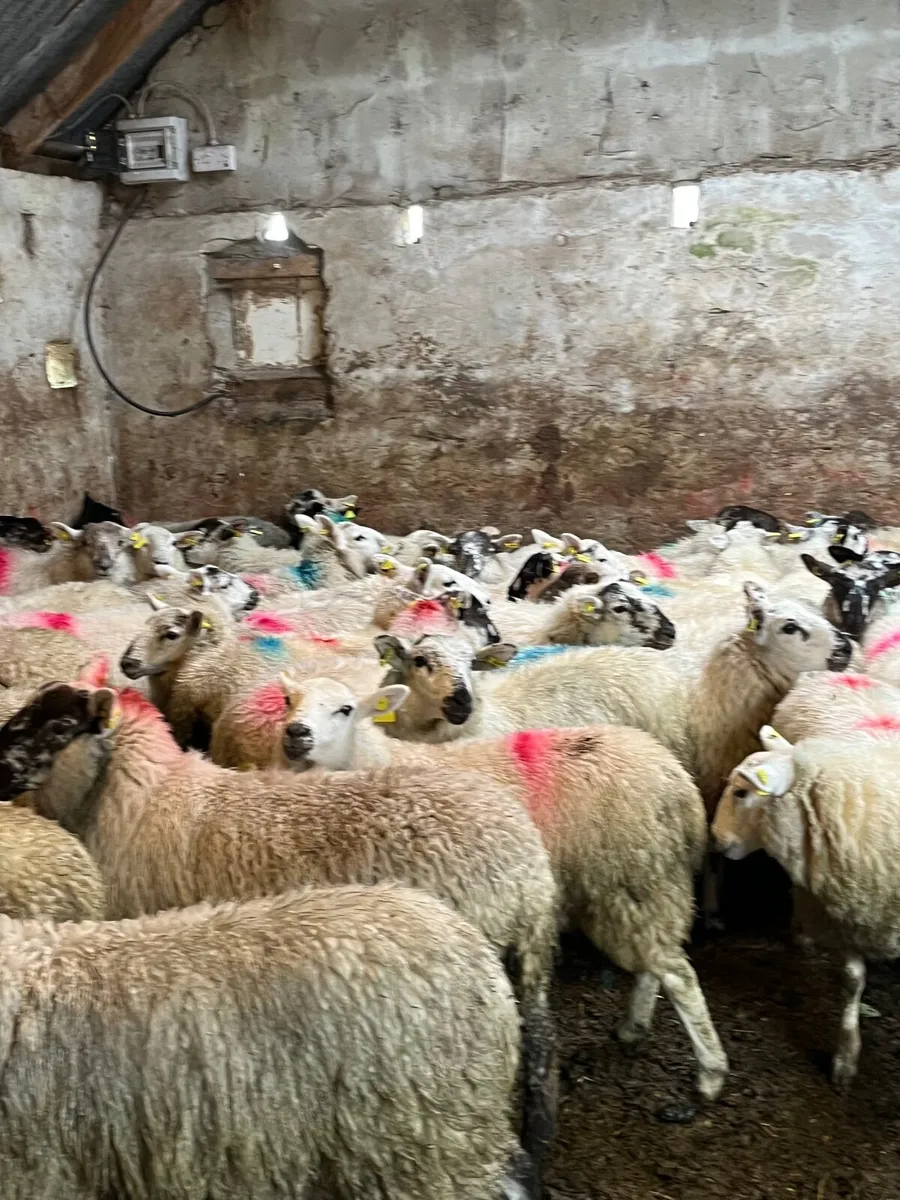 60 super crossbred ewe lambs - Image 4