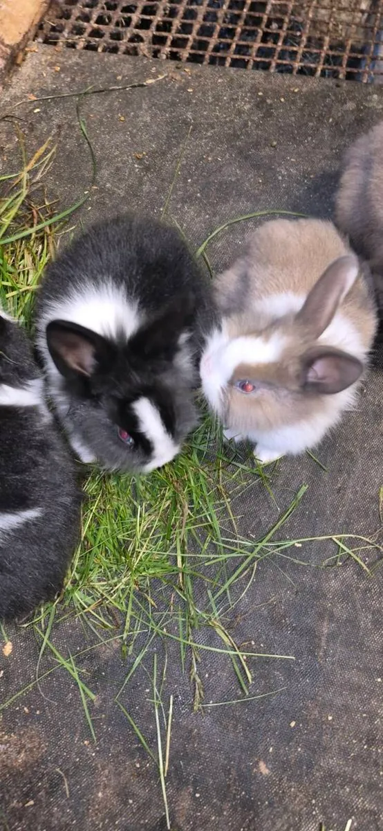Rabbits - Image 3