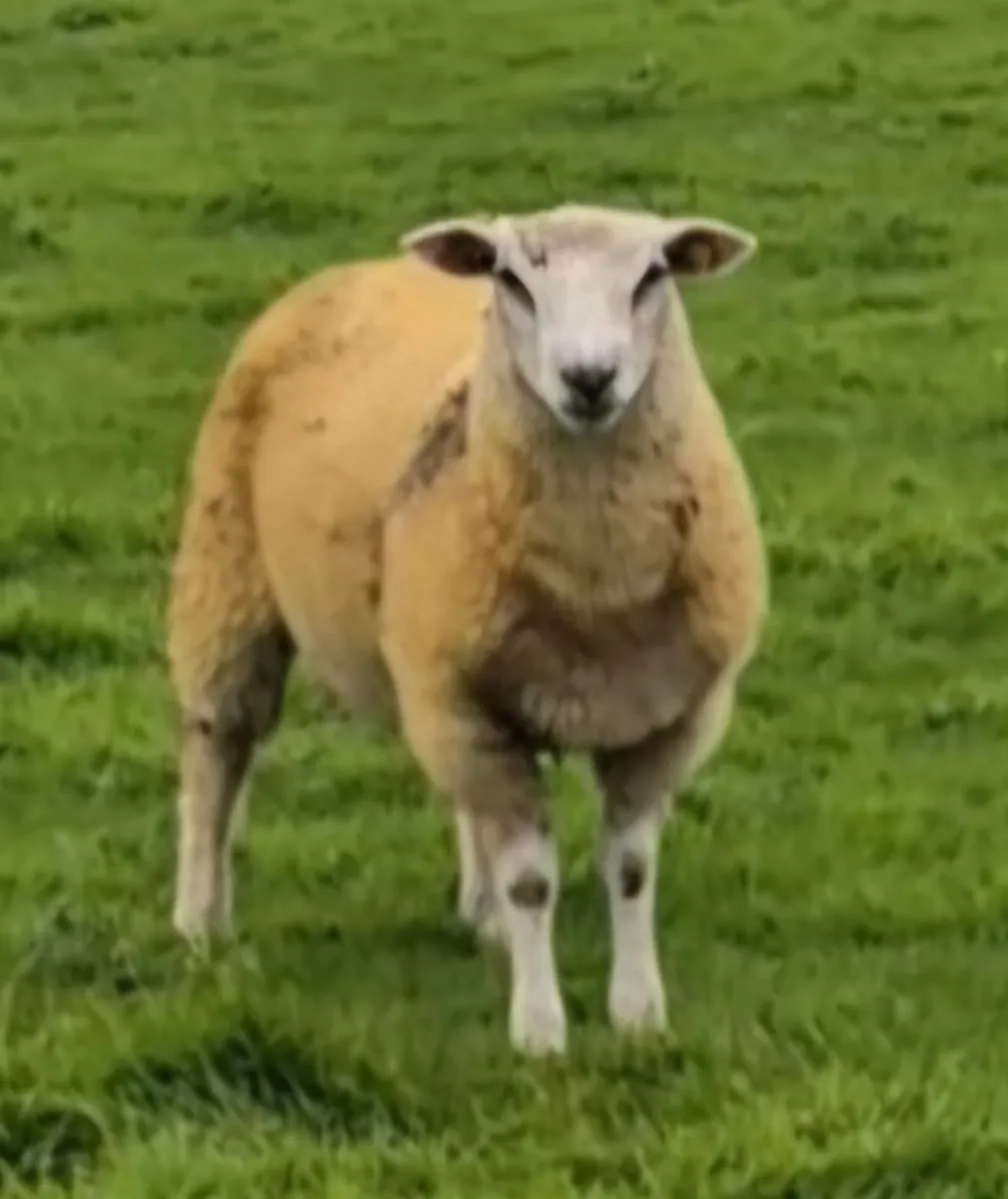 SIS Eligible Pedigree Belclare Ram Lamb €250 - Image 1