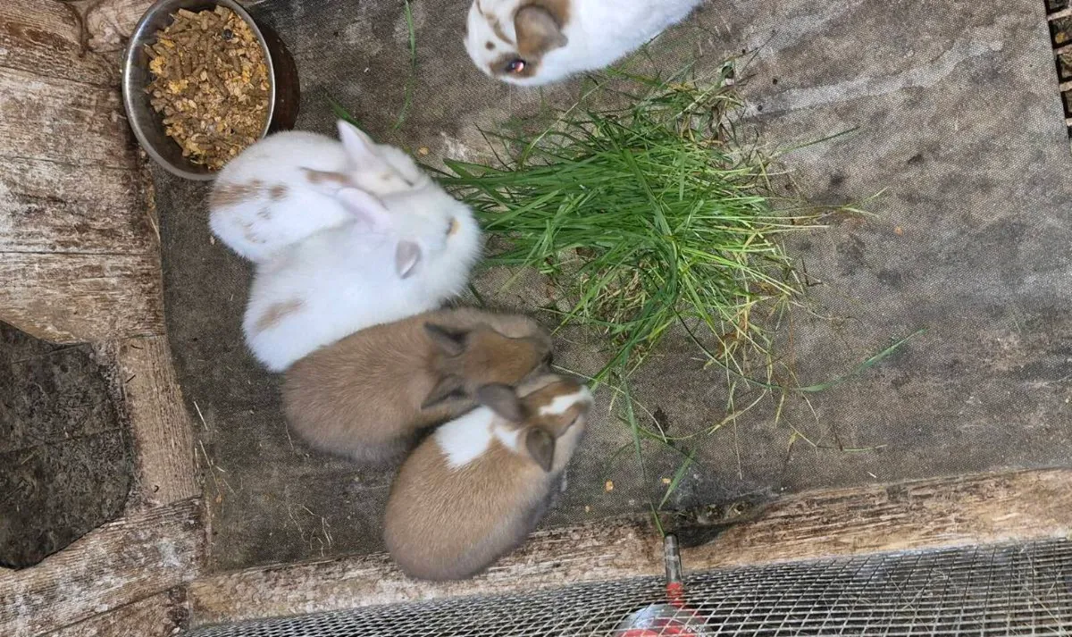 Rabbits - Image 2