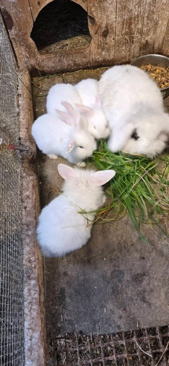 Rabbits - Image 4