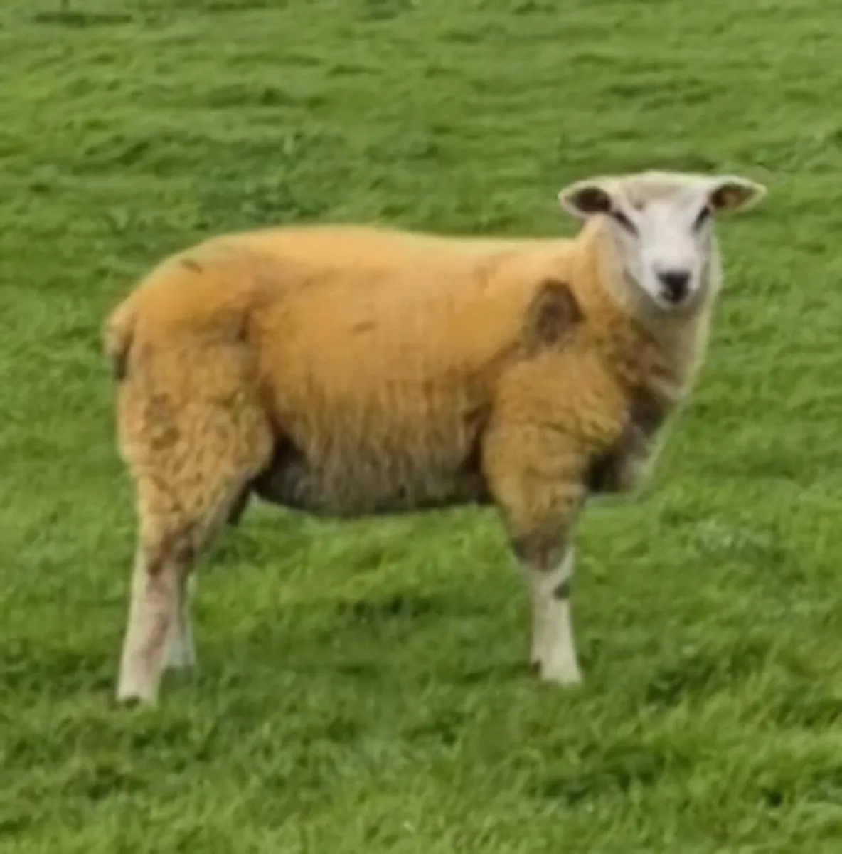 SIS Eligible Pedigree Belclare Ram Lamb €250 - Image 2