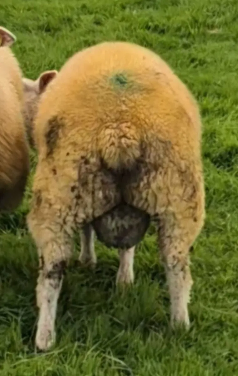 SIS Eligible Pedigree Belclare Ram Lamb €250 - Image 3