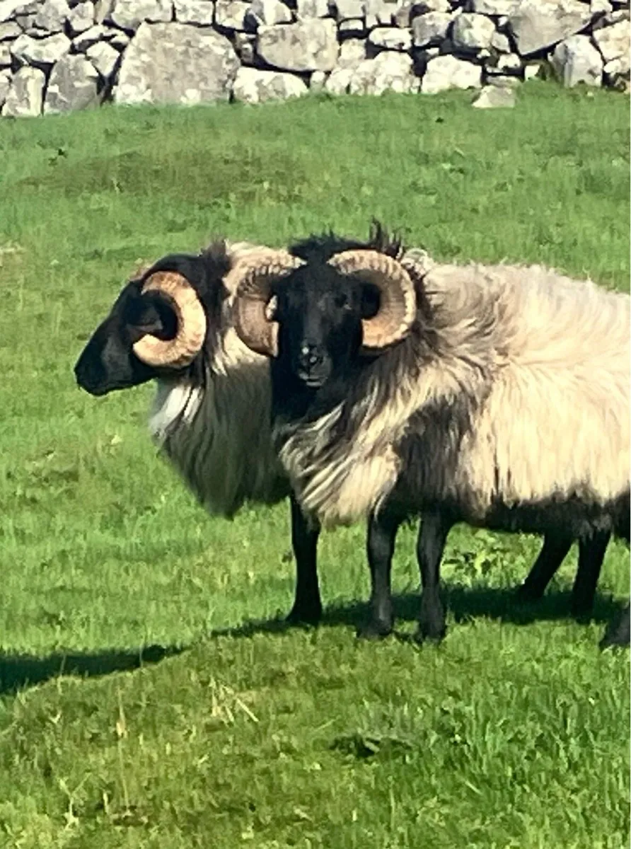 2 aged rams - Image 4
