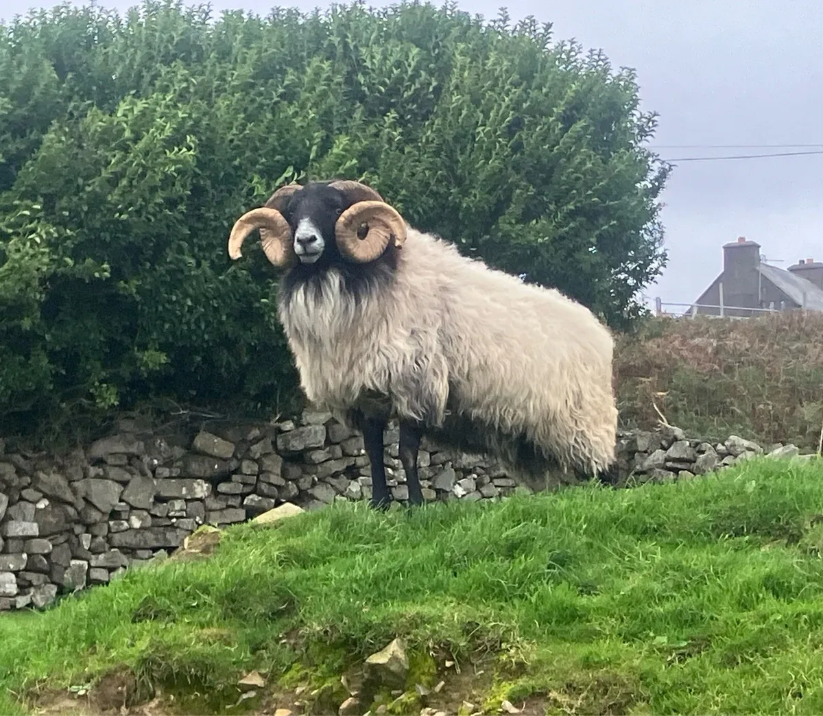 2 aged rams - Image 2