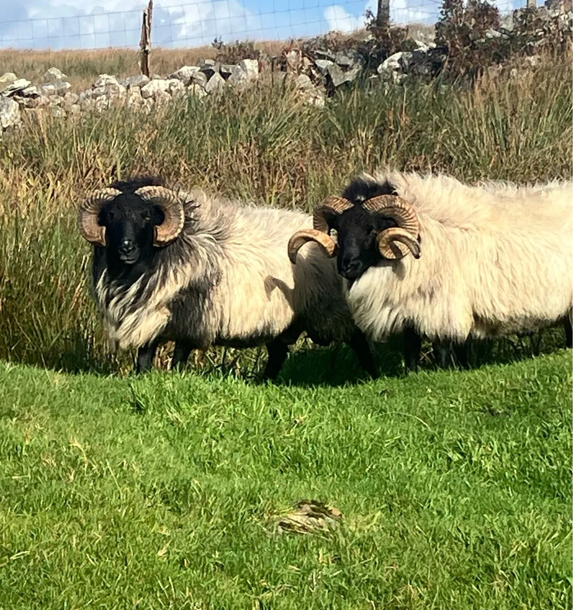 2 aged rams - Image 3