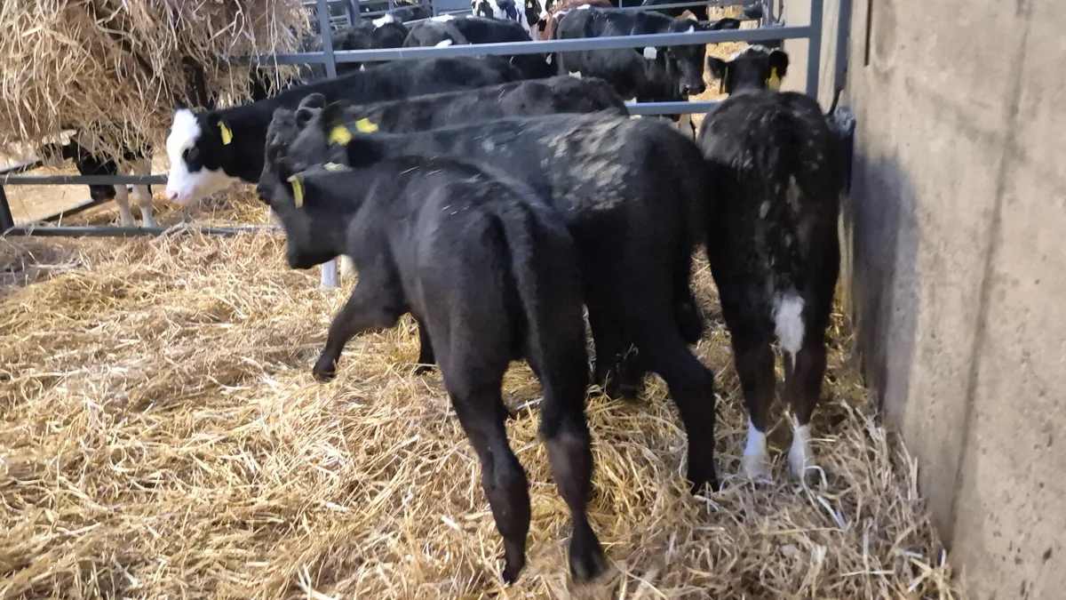 5 Smashing heifer calves for sale - Image 4