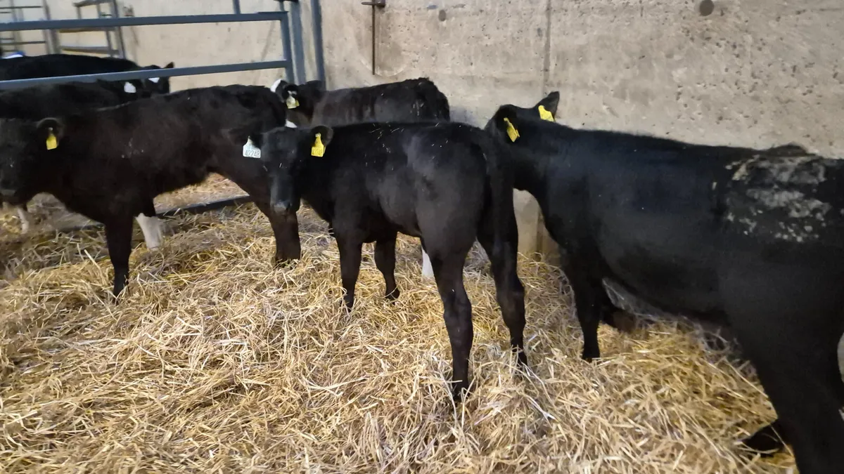 5 Smashing heifer calves for sale - Image 2
