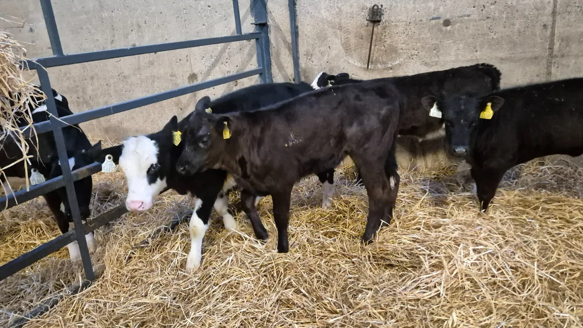 5 Smashing heifer calves for sale - Image 1