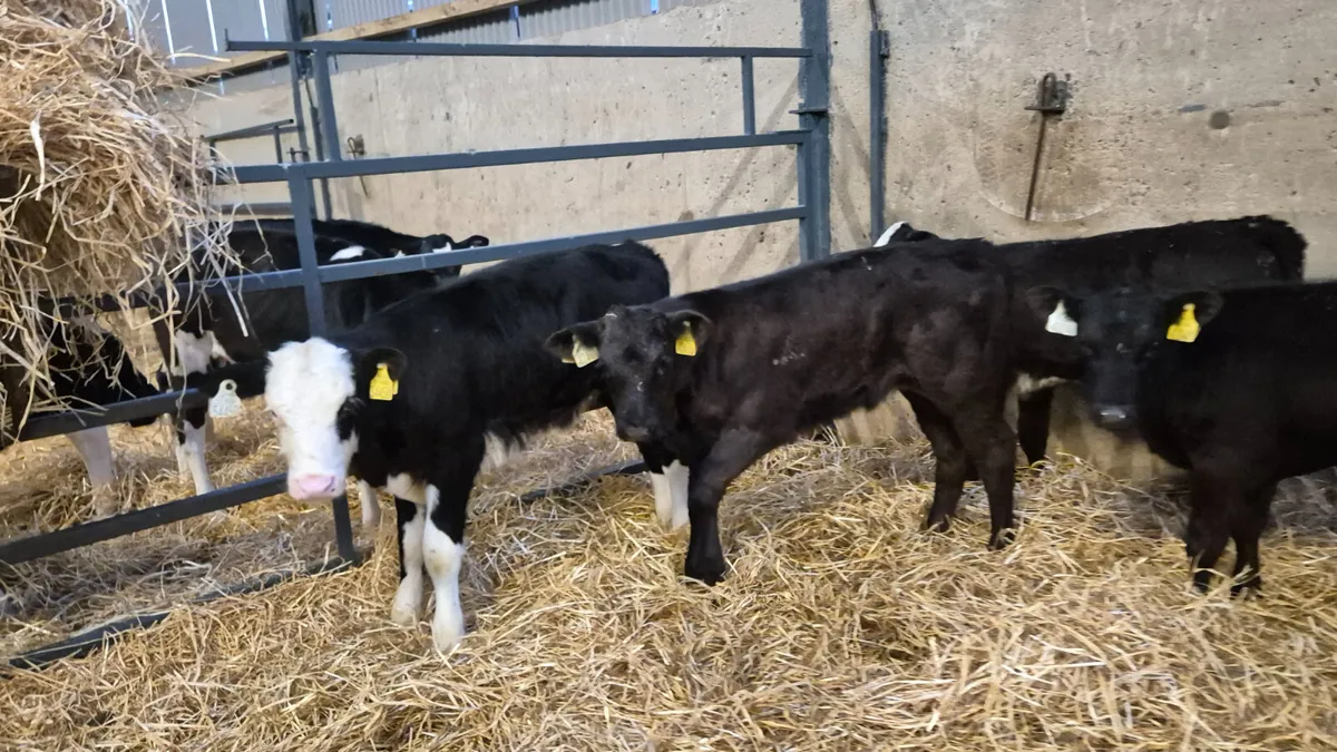 5 Smashing heifer calves for sale - Image 3