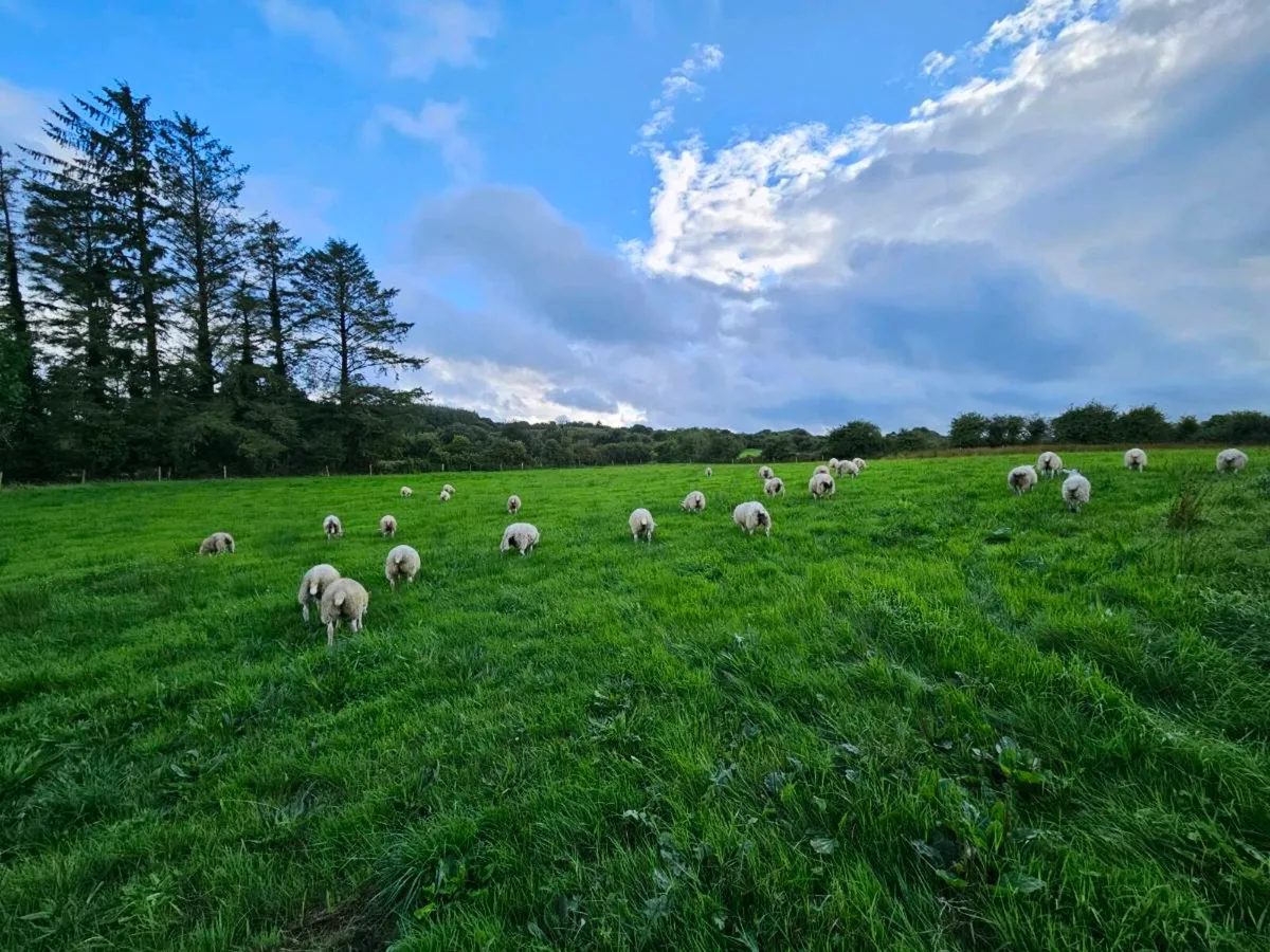 Hilltex store lambs - Image 2