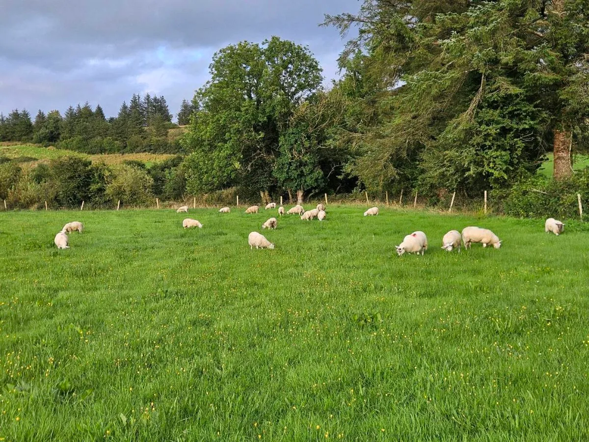 Hilltex store lambs - Image 3