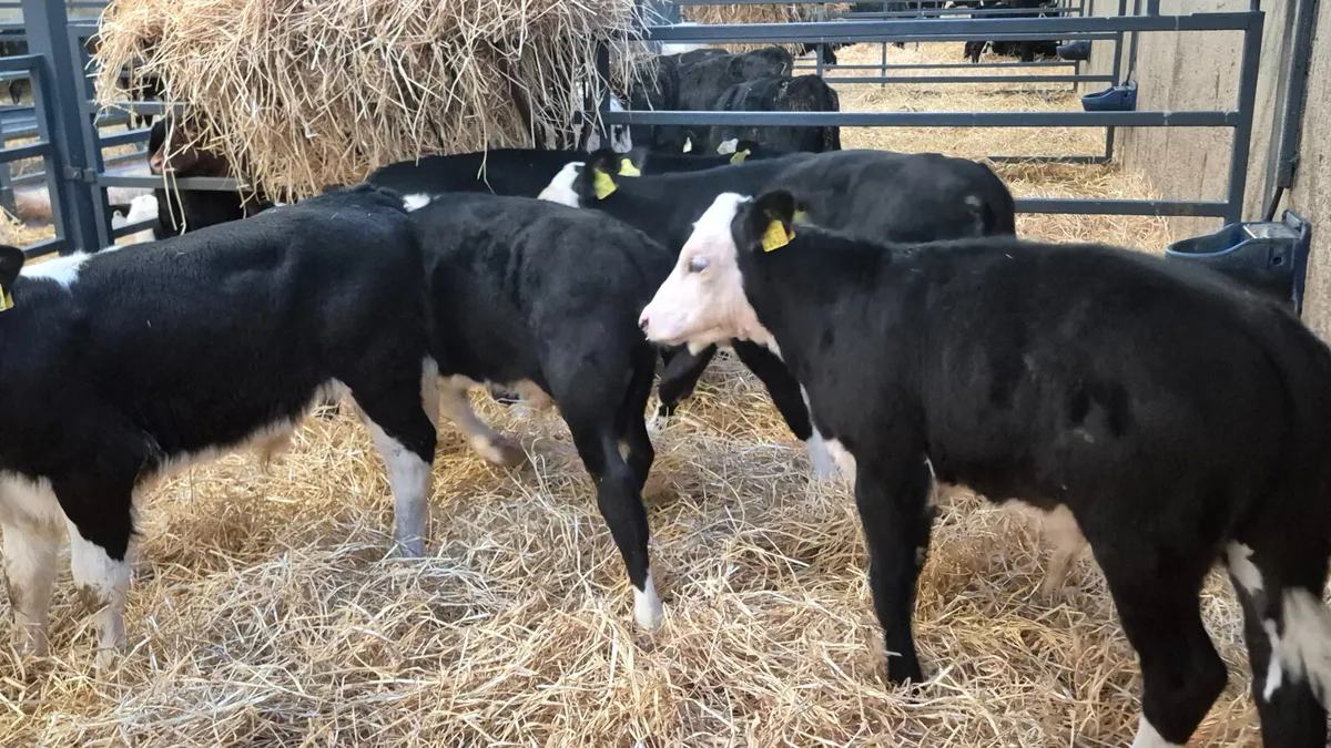 5 Proper Hereford & 1 Aberdeen Angus bulls - Image 1