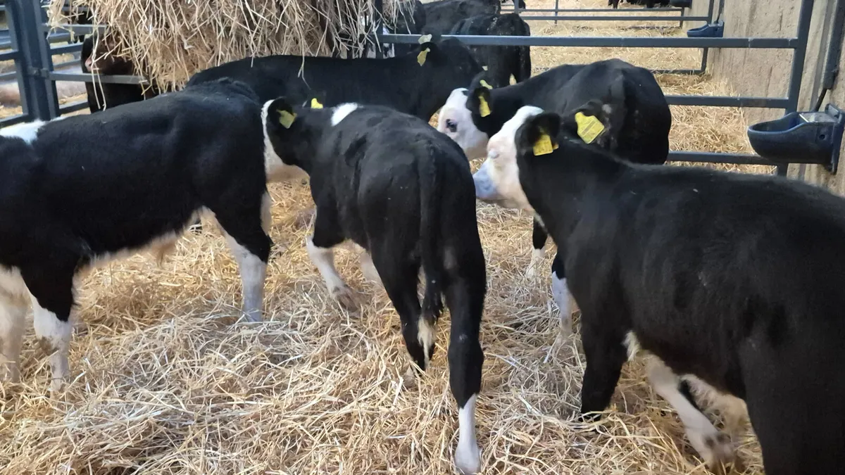 5 Proper Hereford & 1 Aberdeen Angus bulls - Image 3