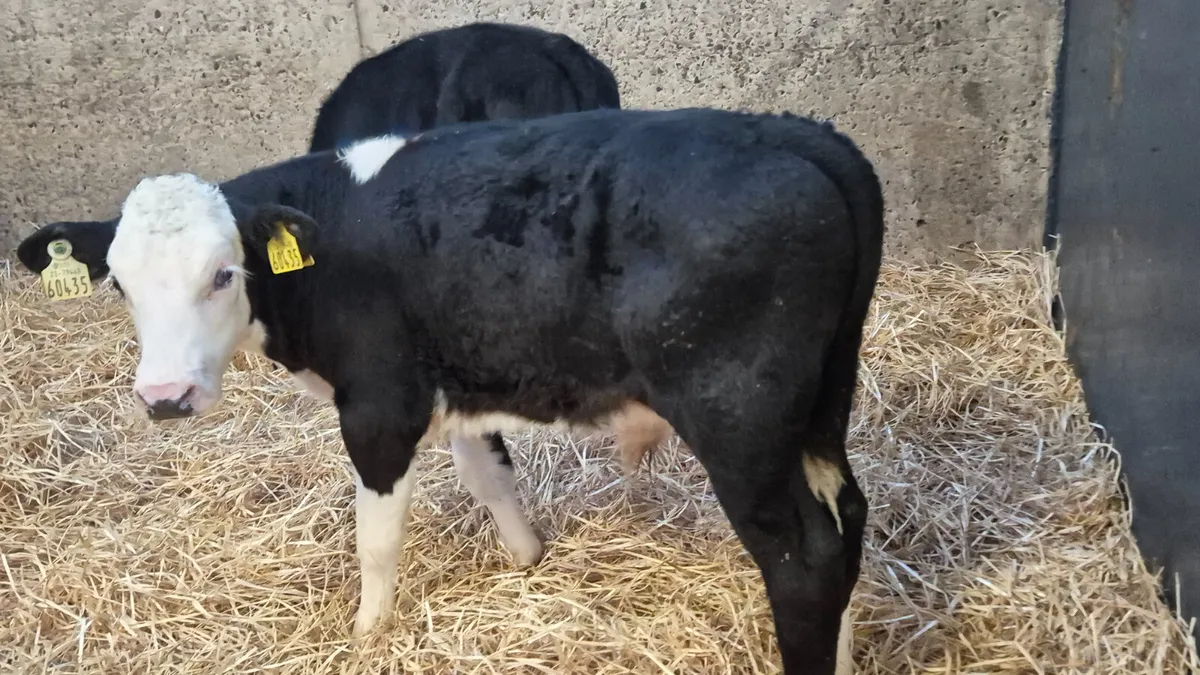5 Proper Hereford & 1 Aberdeen Angus bulls - Image 4