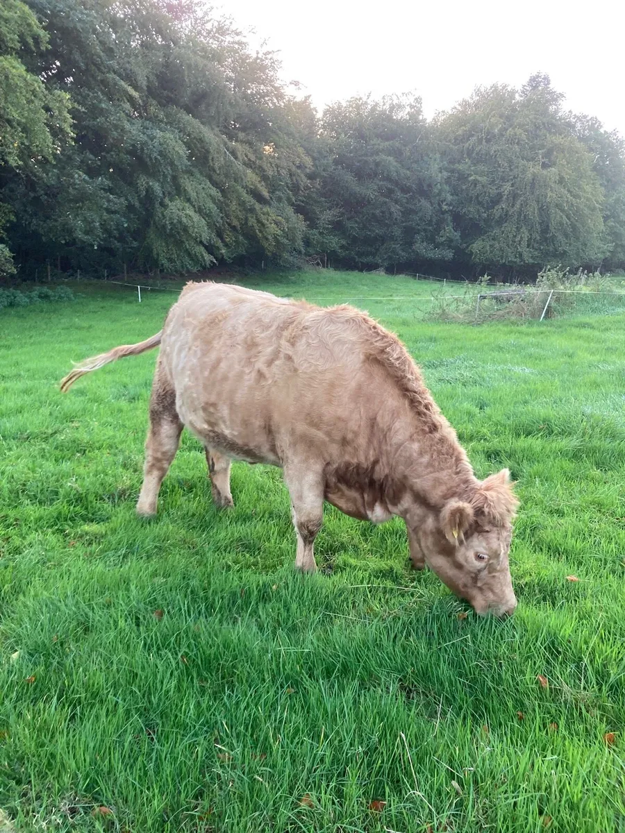 2 Springing Heifer’s for sale in Donegal for €3,000 on DoneDeal