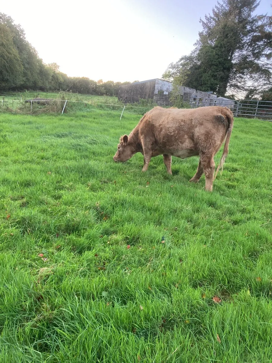 2 Springing Heifer’s for sale in Donegal for €3,000 on DoneDeal