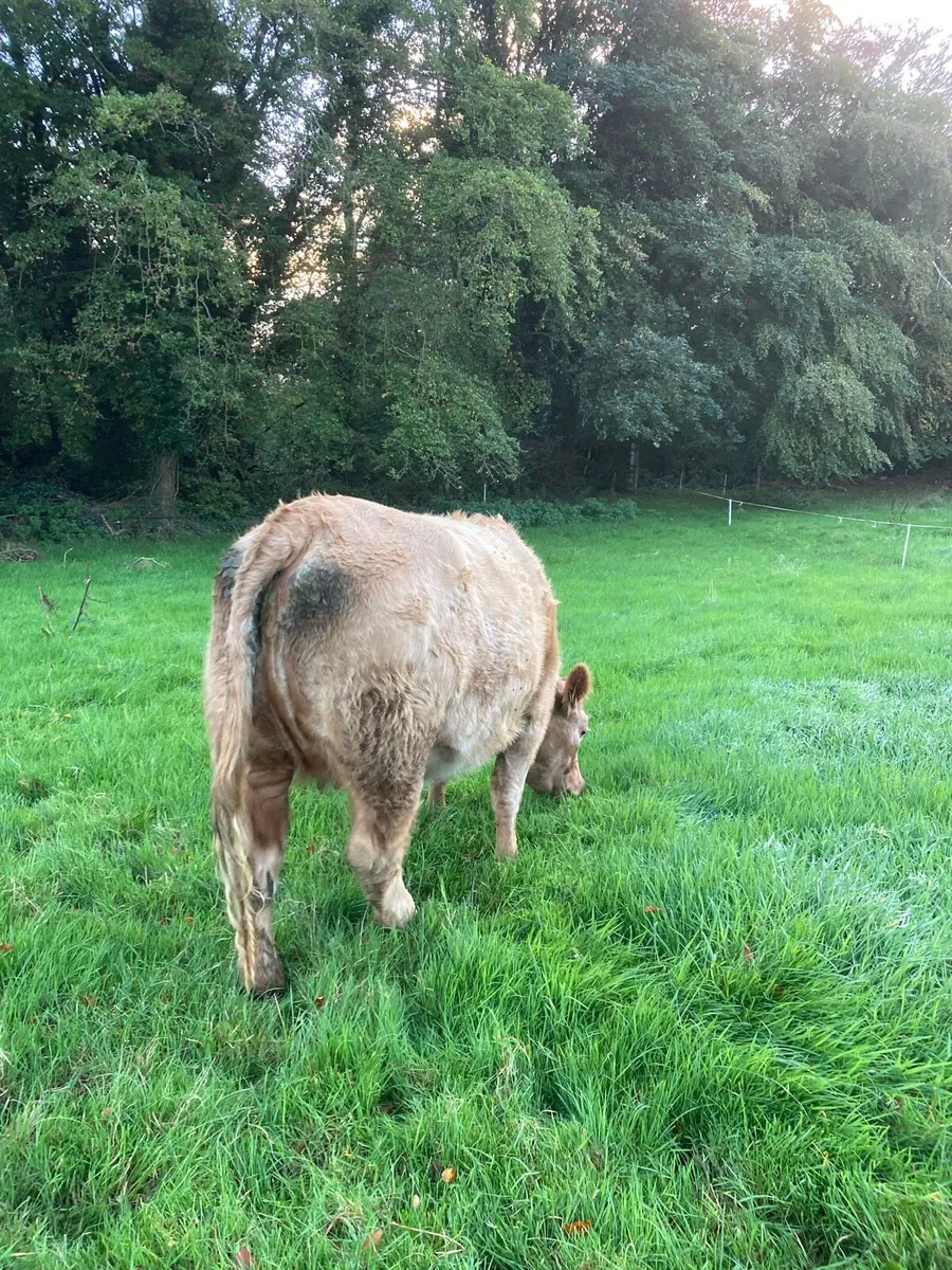 2 Springing Heifer’s - Image 4