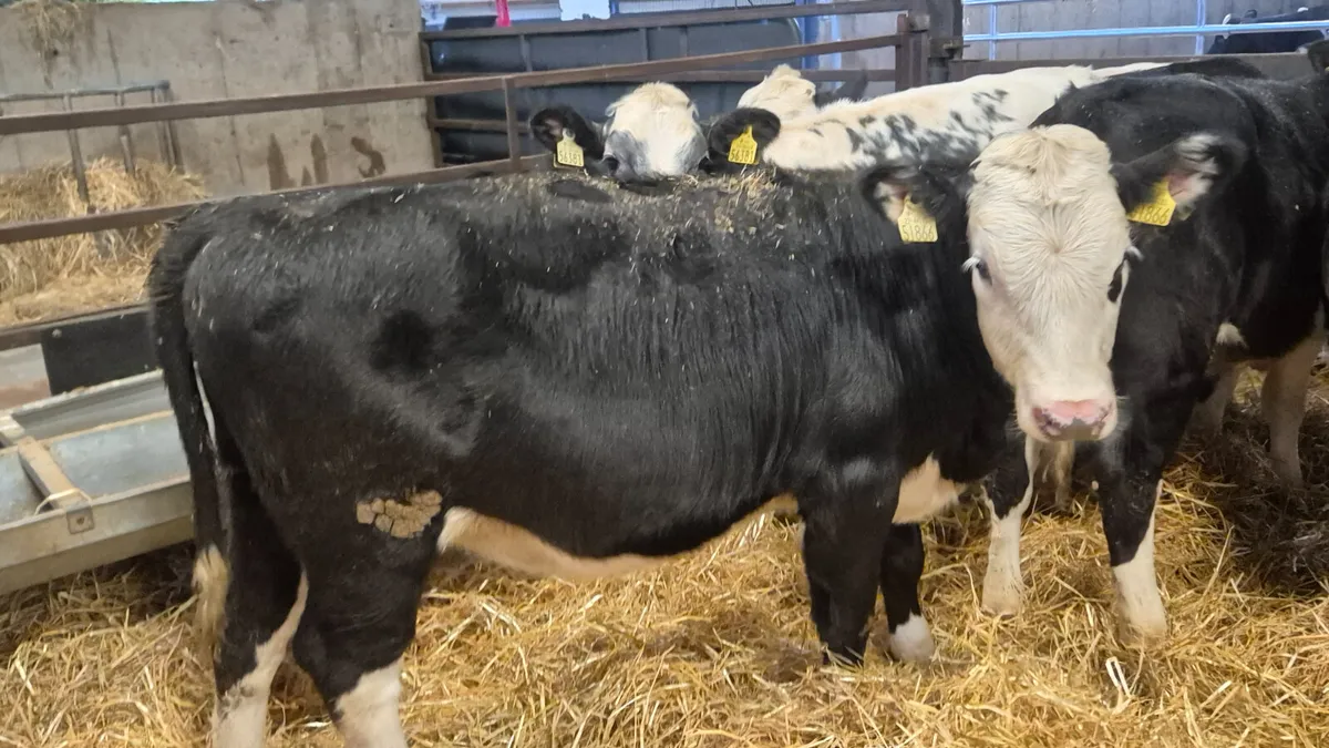 12 Quality heifer weanlings for sale - Image 3