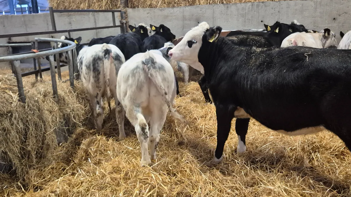 12 Quality heifer weanlings for sale - Image 4