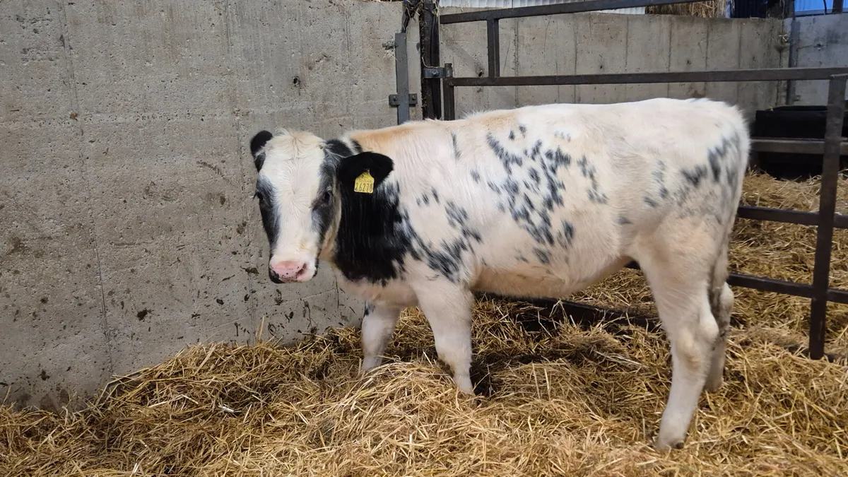 12 Quality heifer weanlings for sale - Image 1