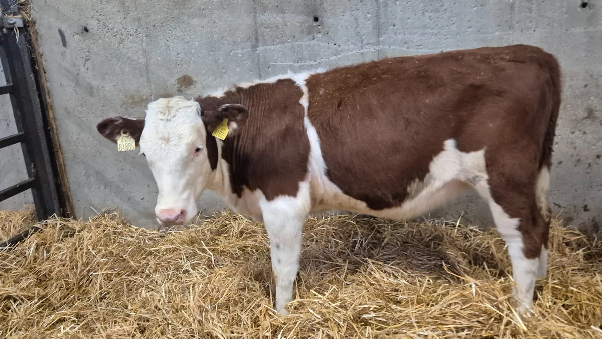 12 Quality heifer weanlings for sale - Image 2
