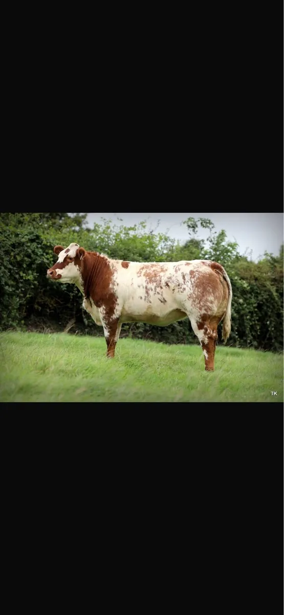 Maiden heifers - Image 2