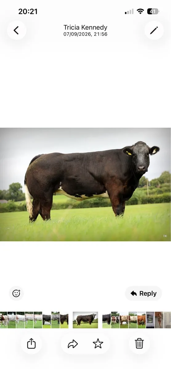 Maiden heifers - Image 1