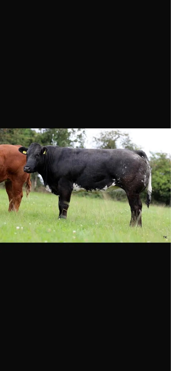 Maiden heifers - Image 3