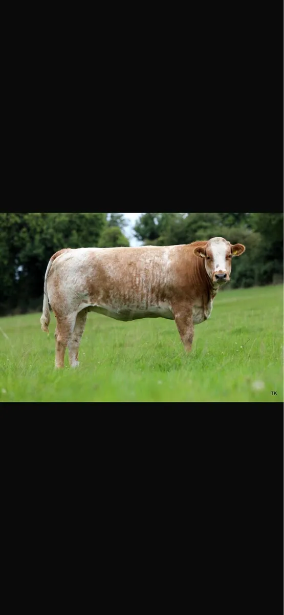 Maiden heifers - Image 4