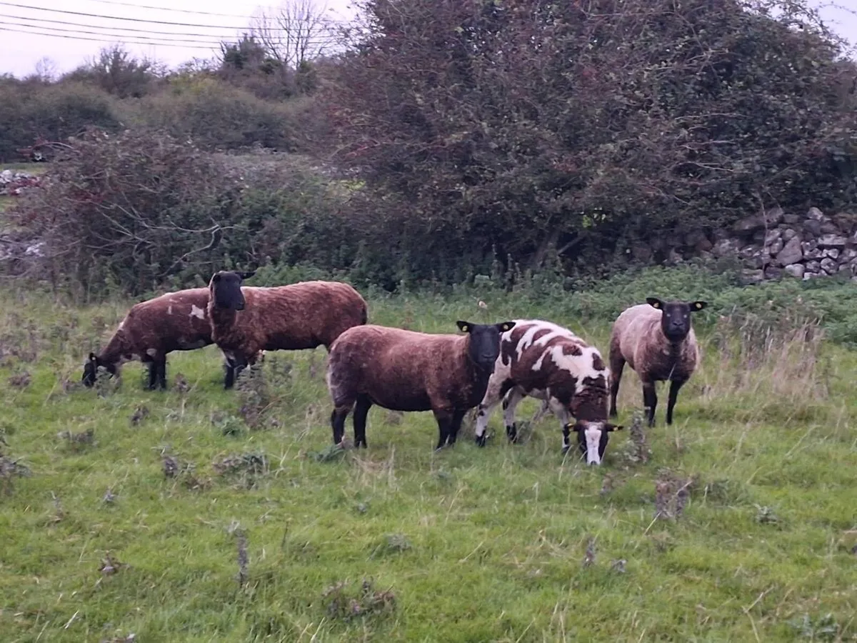 Spotted dutch x hoggets - Image 2