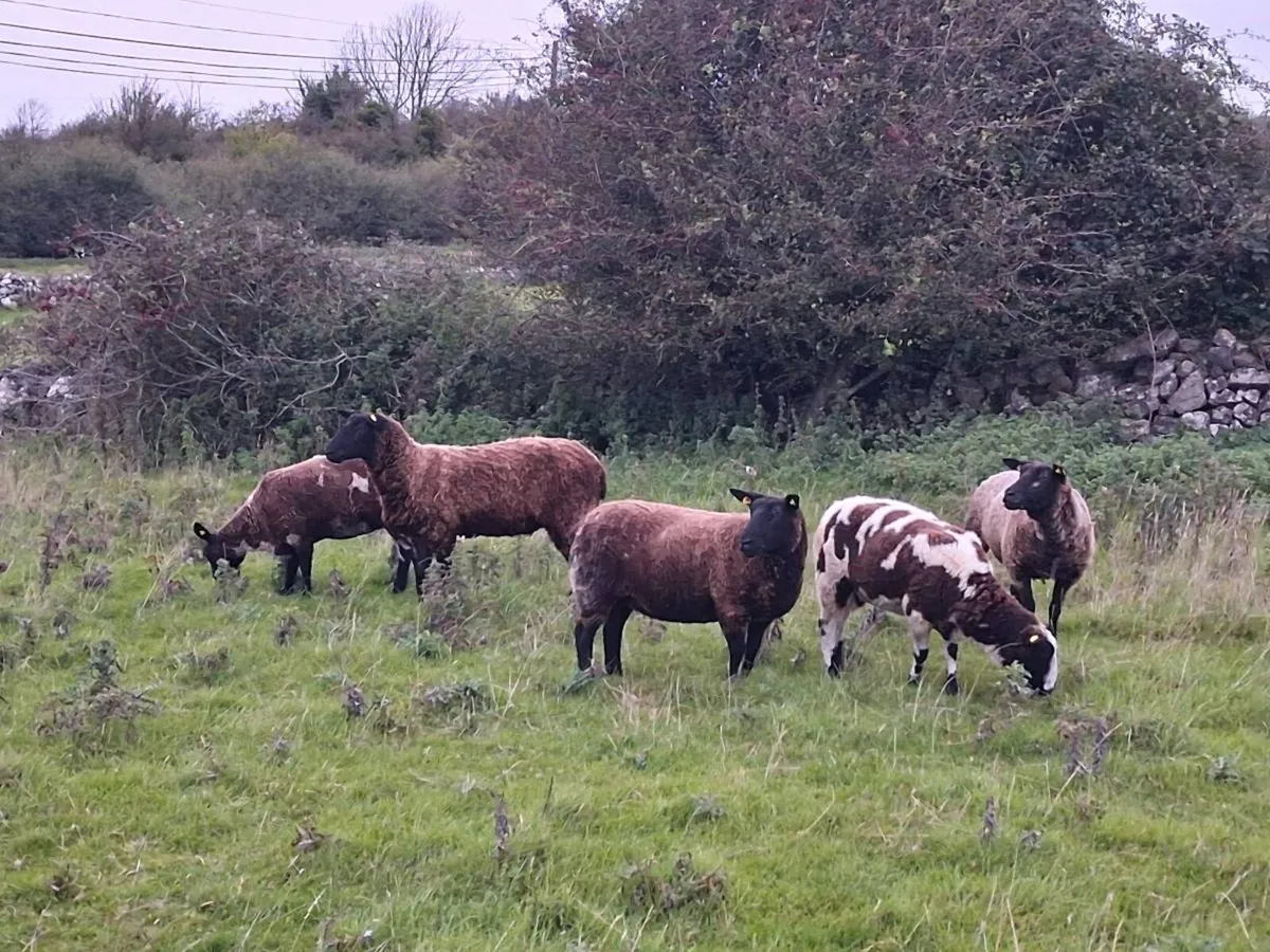 Spotted dutch x hoggets - Image 3