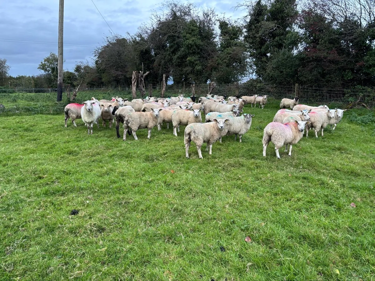 50 ewe lambs - Image 1