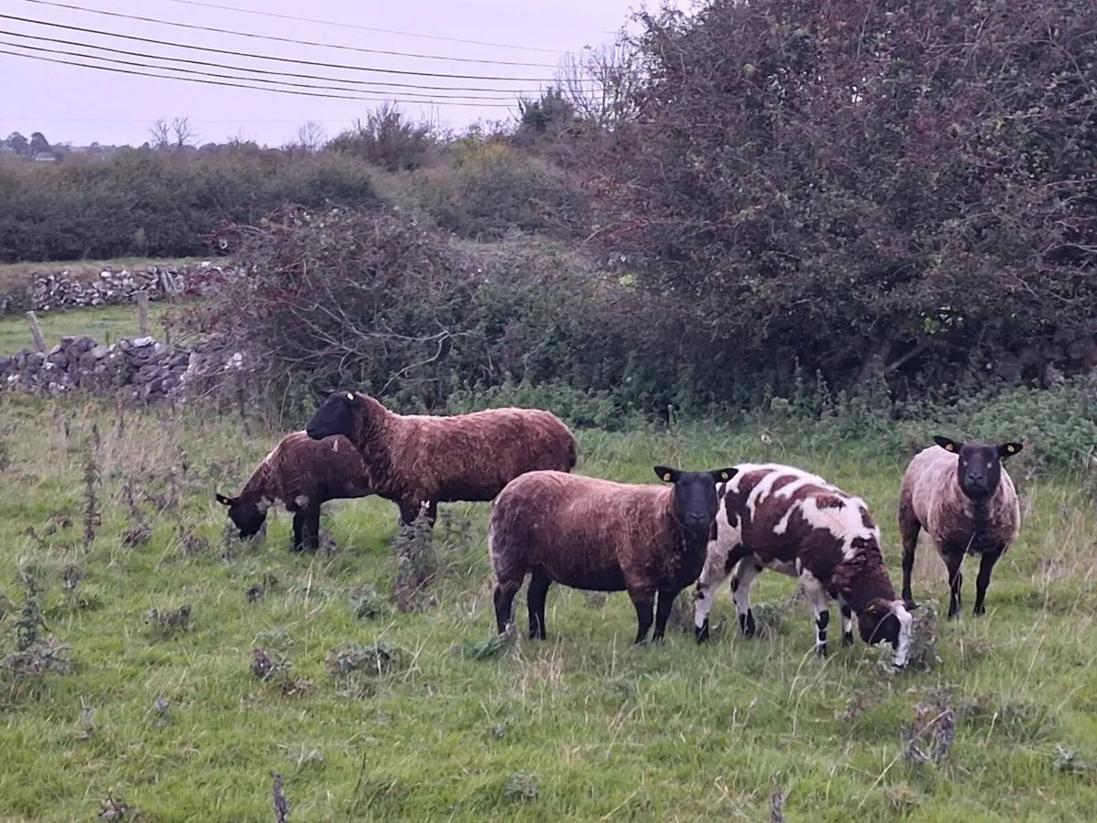 Spotted dutch x hoggets - Image 4