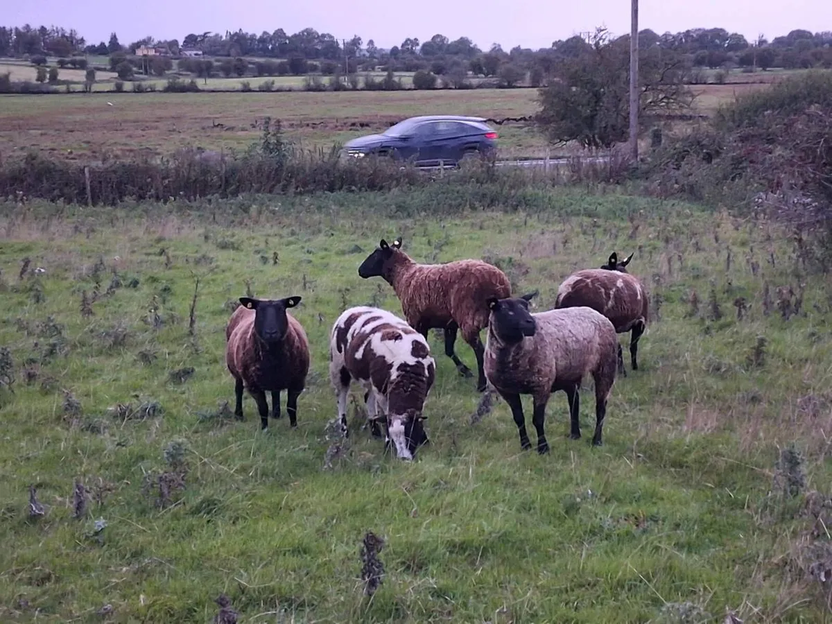 Spotted dutch x hoggets - Image 1